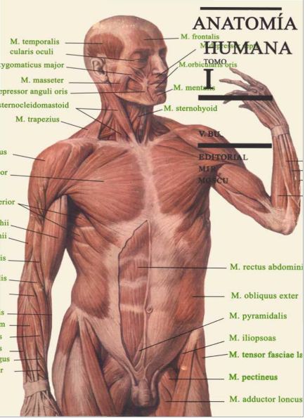 Anatomia Humana I