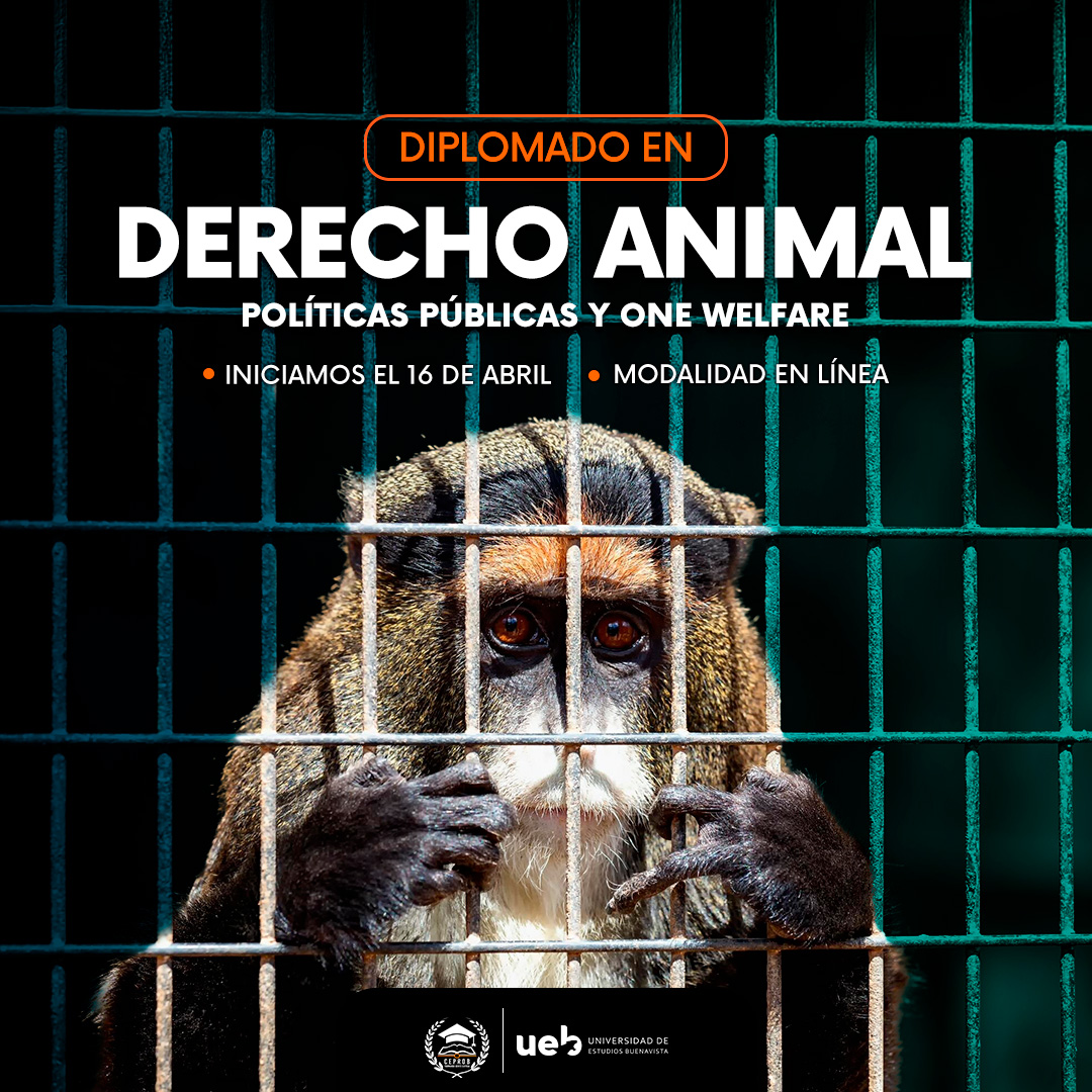 Derecho Animal Políticas Públicas y One Welfare